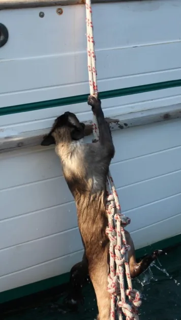 Boat Cats - Climber