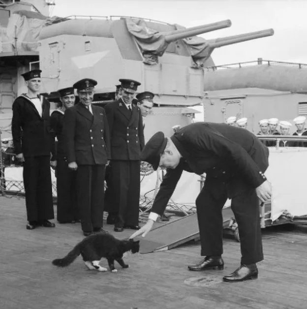 Boat Cats - Blackie